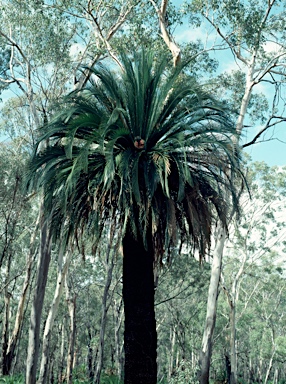 APII jpeg image of Macrozamia moorei  © contact APII