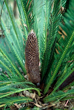 APII jpeg image of Macrozamia moorei  © contact APII