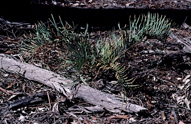 APII jpeg image of Macrozamia secunda  © contact APII