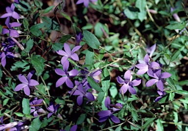 APII jpeg image of Marianthus drummondianus  © contact APII