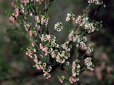 APII jpeg image of Micromyrtus ciliata  © contact APII