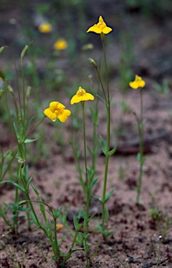 APII jpeg image of Uvedalia linearis var. lutea  © contact APII