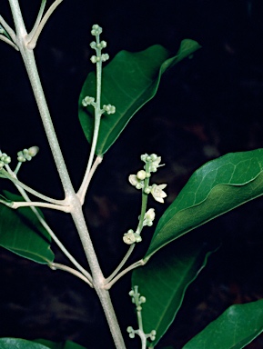 APII jpeg image of Sarcomelicope simplicifolia  © contact APII