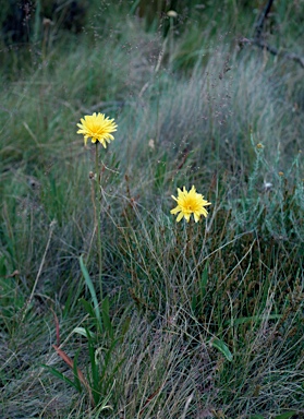 APII jpeg image of Microseris lanceolata  © contact APII