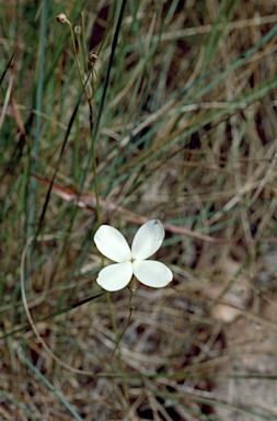 APII jpeg image of Mitrasacme nudicaulis var. nudicaulis  © contact APII