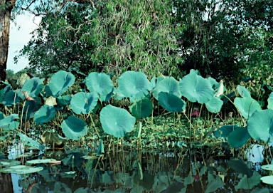 APII jpeg image of Nelumbo nucifera  © contact APII