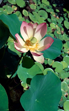 APII jpeg image of Nelumbo nucifera  © contact APII