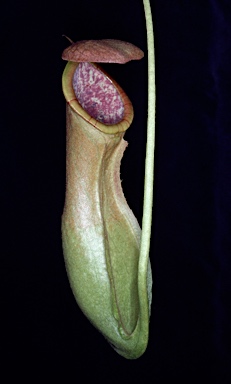 APII jpeg image of Nepenthes mirabilis  © contact APII