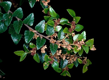 APII jpeg image of Nothofagus cunninghamii  © contact APII