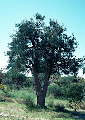 APII jpeg image of Nuytsia floribunda  © contact APII