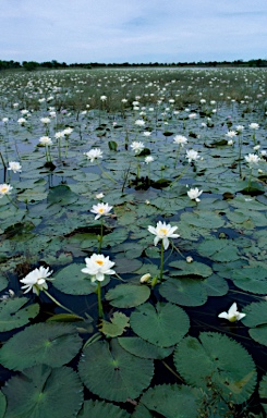 APII jpeg image of Nymphaea carpentariae  © contact APII