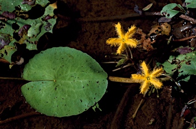 APII jpeg image of Nymphoides crenata  © contact APII