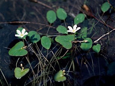 APII jpeg image of Nymphoides minima  © contact APII