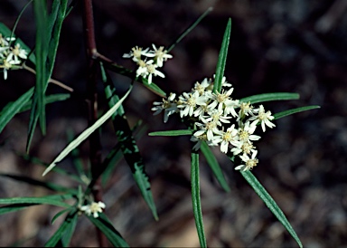 APII jpeg image of Olearia viscidula  © contact APII