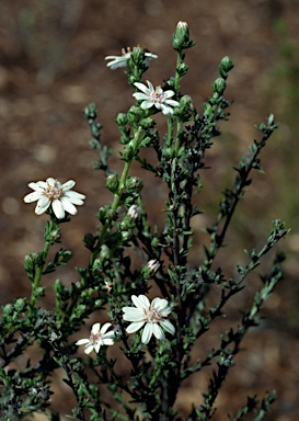 APII jpeg image of Olearia ericoides  © contact APII