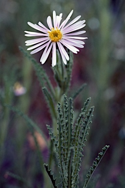 APII jpeg image of Olearia laciniifolia  © contact APII