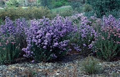 APII jpeg image of Olearia phlogopappa  © contact APII