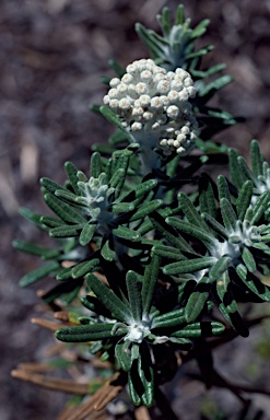 APII jpeg image of Ozothamnus reticulatus  © contact APII