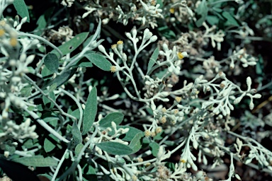 APII jpeg image of Ozothamnus whitei  © contact APII