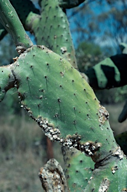 APII jpeg image of Opuntia sp.  © contact APII