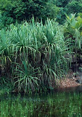 APII jpeg image of Pandanus aquaticus  © contact APII