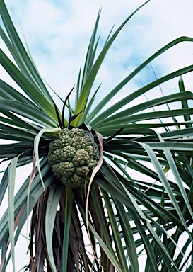 APII jpeg image of Pandanus spiralis  © contact APII