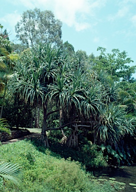 APII jpeg image of Pandanus tectorius  © contact APII