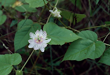 APII jpeg image of Passiflora foetida  © contact APII