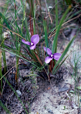 APII jpeg image of Patersonia fragilis  © contact APII