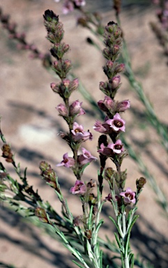 APII jpeg image of Hemiphora bartlingii  © contact APII