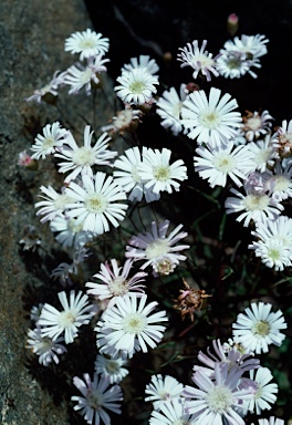 APII jpeg image of Podolepis gracilis  © contact APII