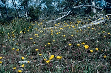 APII jpeg image of Podolepis jaceoides  © contact APII