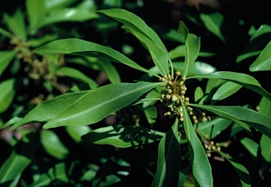 APII jpeg image of Planchonella chartacea  © contact APII