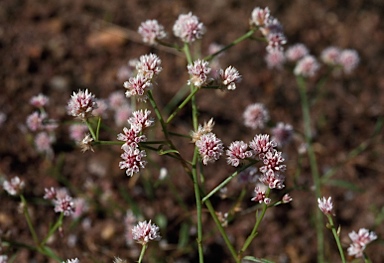 APII jpeg image of Ptilotus corymbosus  © contact APII