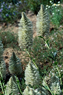 APII jpeg image of Ptilotus nobilis  © contact APII