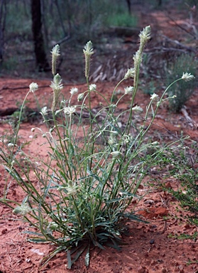 APII jpeg image of Ptilotus polystachyus  © contact APII