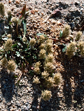 APII jpeg image of Ptilotus spathulatus  © contact APII