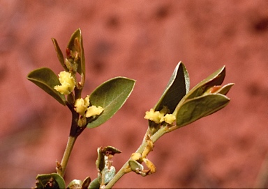 APII jpeg image of Petalostigma quadriloculare  © contact APII