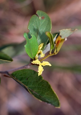 APII jpeg image of Petalostigma quadriloculare  © contact APII