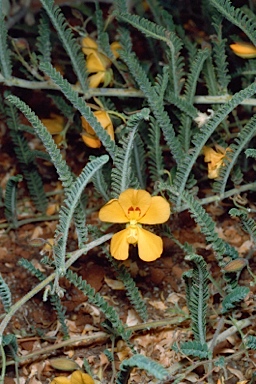 APII jpeg image of Petalostylis cassioides  © contact APII