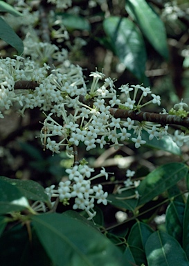 APII jpeg image of Phaleria clerodendron  © contact APII