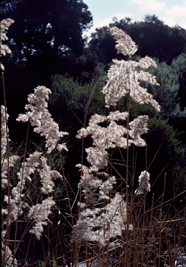 APII jpeg image of Phragmites australis  © contact APII