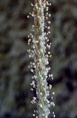 APII jpeg image of Plantago varia  © contact APII