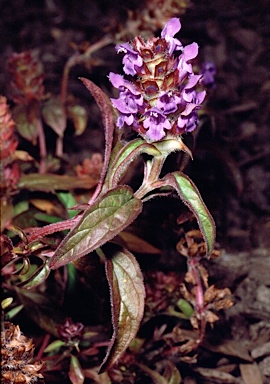 APII jpeg image of Prunella vulgaris  © contact APII