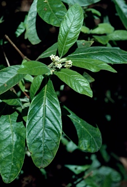 APII jpeg image of Psychotria loniceroides  © contact APII