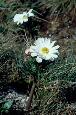 APII jpeg image of Ranunculus anemoneus  © contact APII