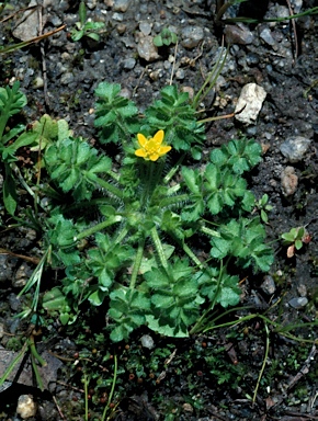 APII jpeg image of Ranunculus pimpinellifolius  © contact APII