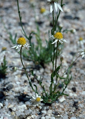 APII jpeg image of Rhodanthe diffusa subsp. leucactina  © contact APII