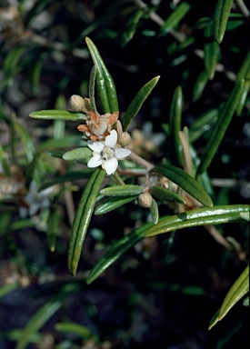 APII jpeg image of Ricinocarpos speciosus  © contact APII