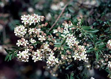 APII jpeg image of Sannantha pluriflora  © contact APII